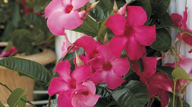 Mandevilla: A Vibrant and Hardy Climbing Plant for Your Garden