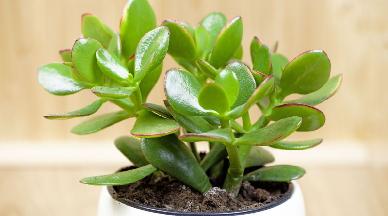 Money Tree Plant: A Symbol of Prosperity and Good Fortune