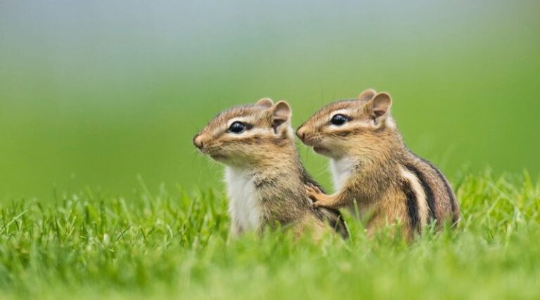 Chipmunk Names: Fun Ideas for Your Adorable Little Friends